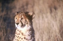 Cheetah Conservation Fund Events