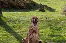 Cheetah News
