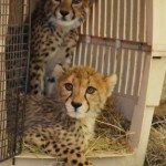 Rainbow Cheetah in Crate
