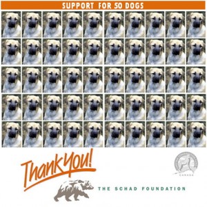 Schad Foundation 50 dogs